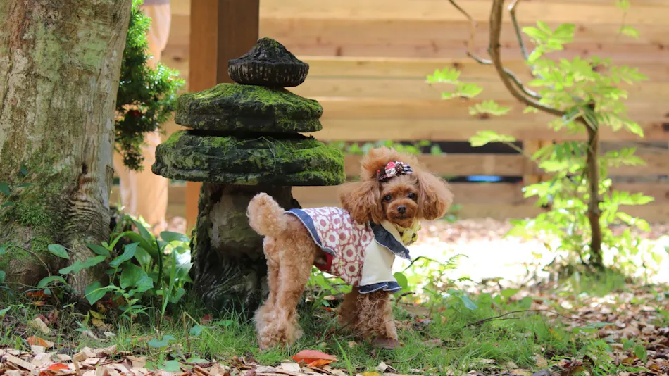 Pet-Friendly Inn Kinugawa Yuwan
