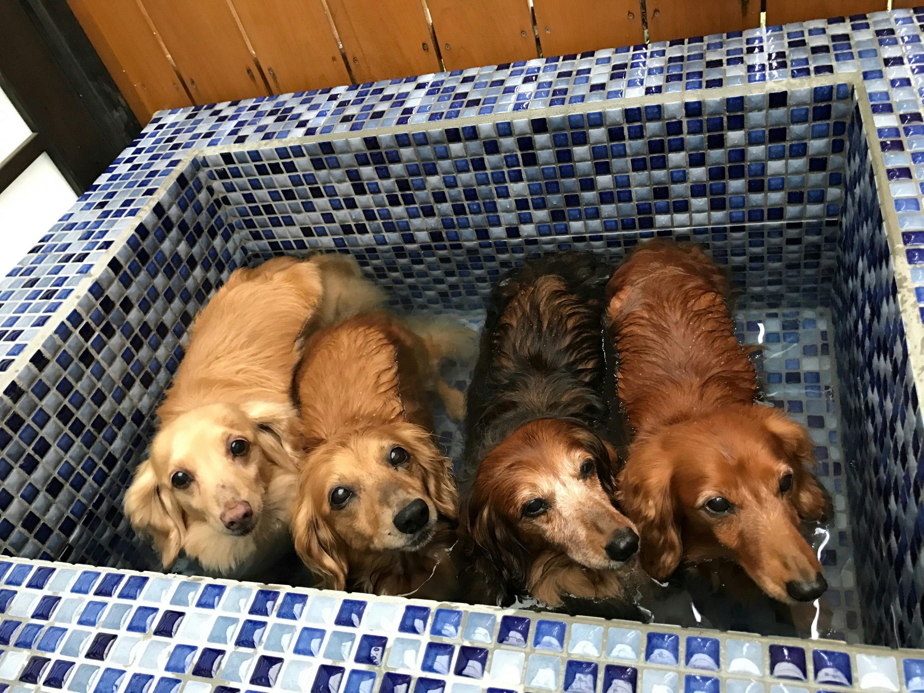 21年最新 鬼怒川 ペットと泊まれる宿ランキング Yahoo トラベル