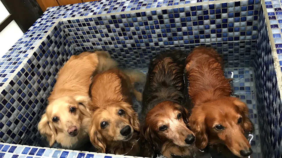 Pet-Friendly Inn Kinugawa Yuwan