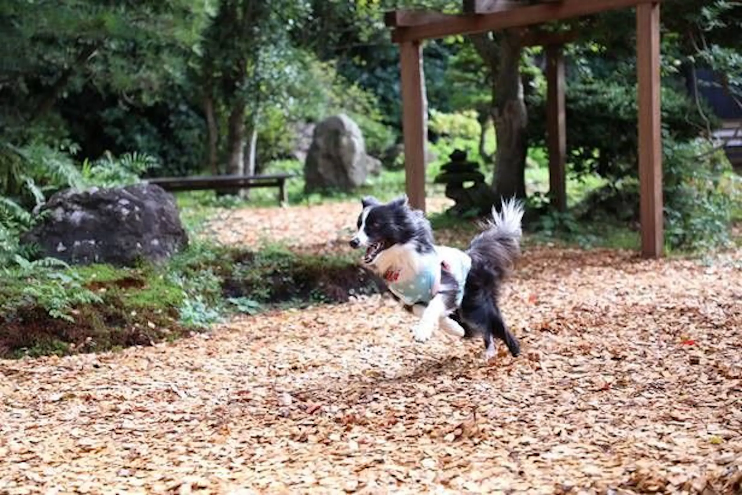 鬼怒川 湯わん。の屋外ドッグラン