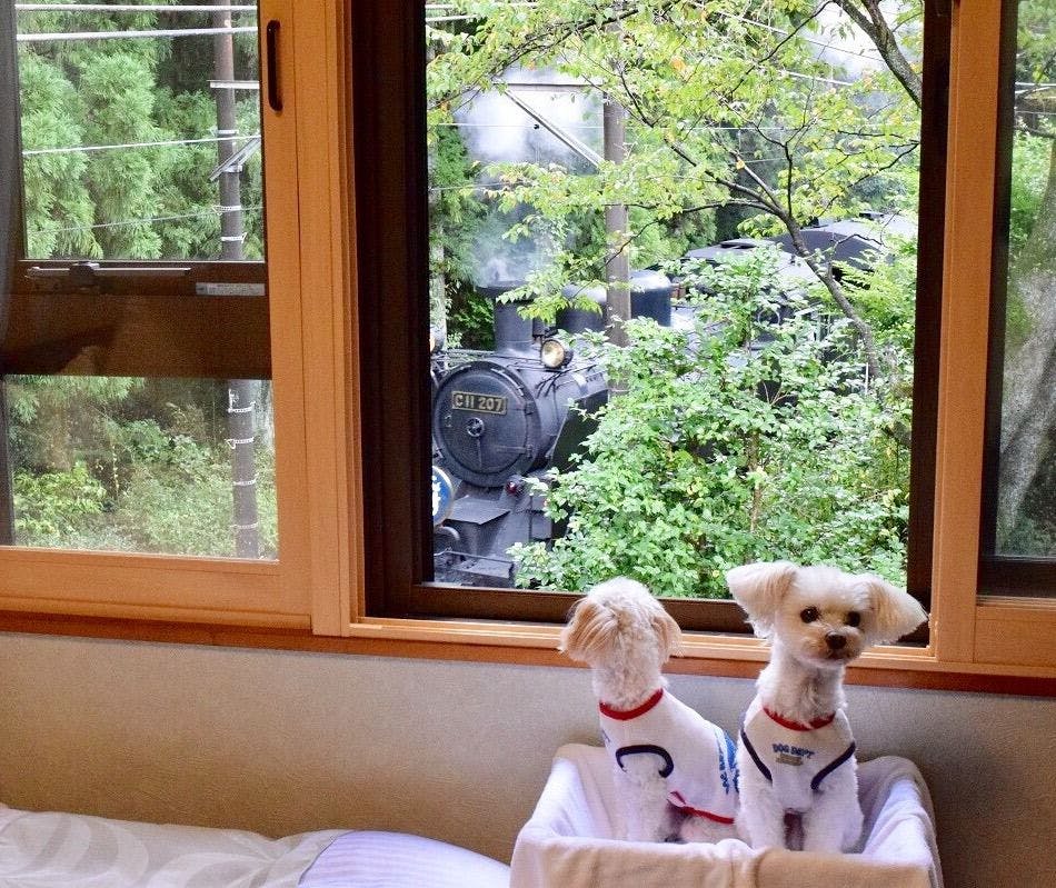 ペットと泊まる宿 鬼怒川 湯わん。