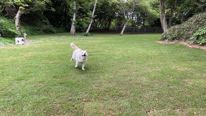 こべろくドッグラン