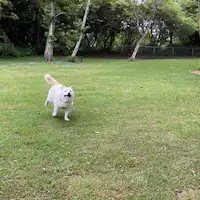 こべろくドッグラン