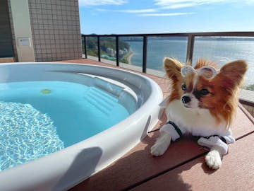 ペットと泊まれる宿 をランキング形式でご紹介 一休 Com ペットと泊まれる宿 をランキング形式でご紹介 一休 Com