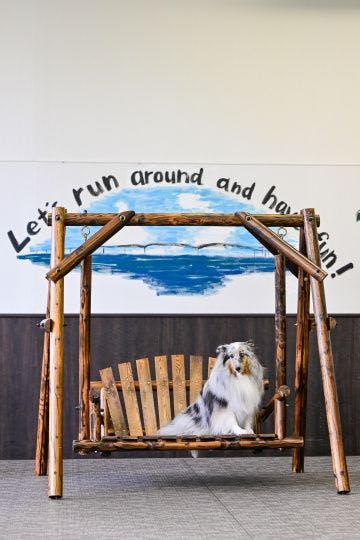 Area bermain anjing dalam ruangan