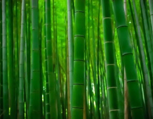 部屋からは、竹林が望めます。