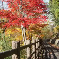 เส้นทางเดินเล่นรอบทะเลสาบอาคายะ (ฤดูใบไม้ร่วง)