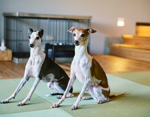 ロフトスイート