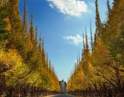明治神宮外苑いちょう並木