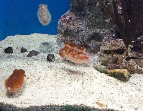 サンシャイン水族館