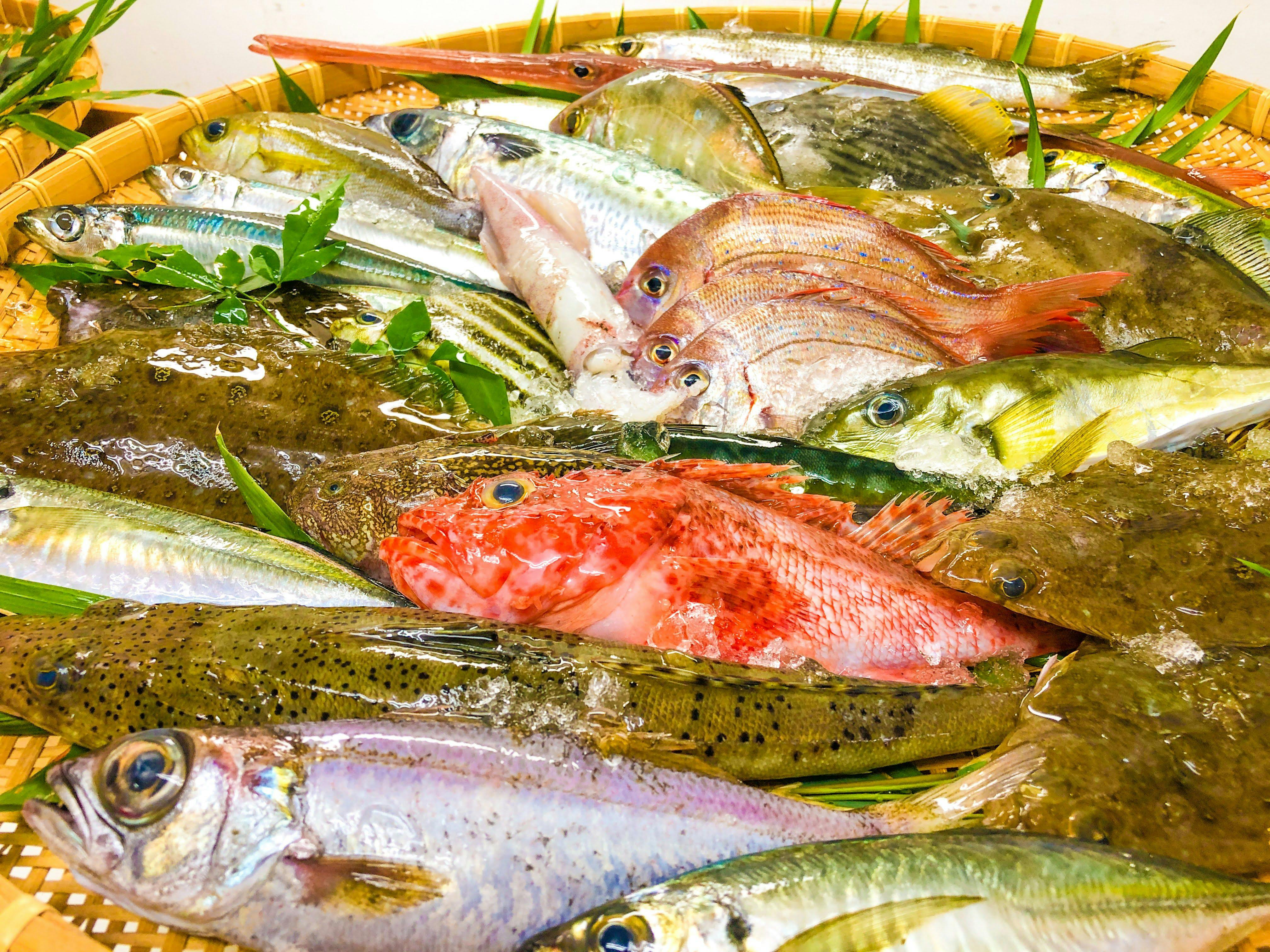 朝獲れ鮮魚～これから裁くそうです