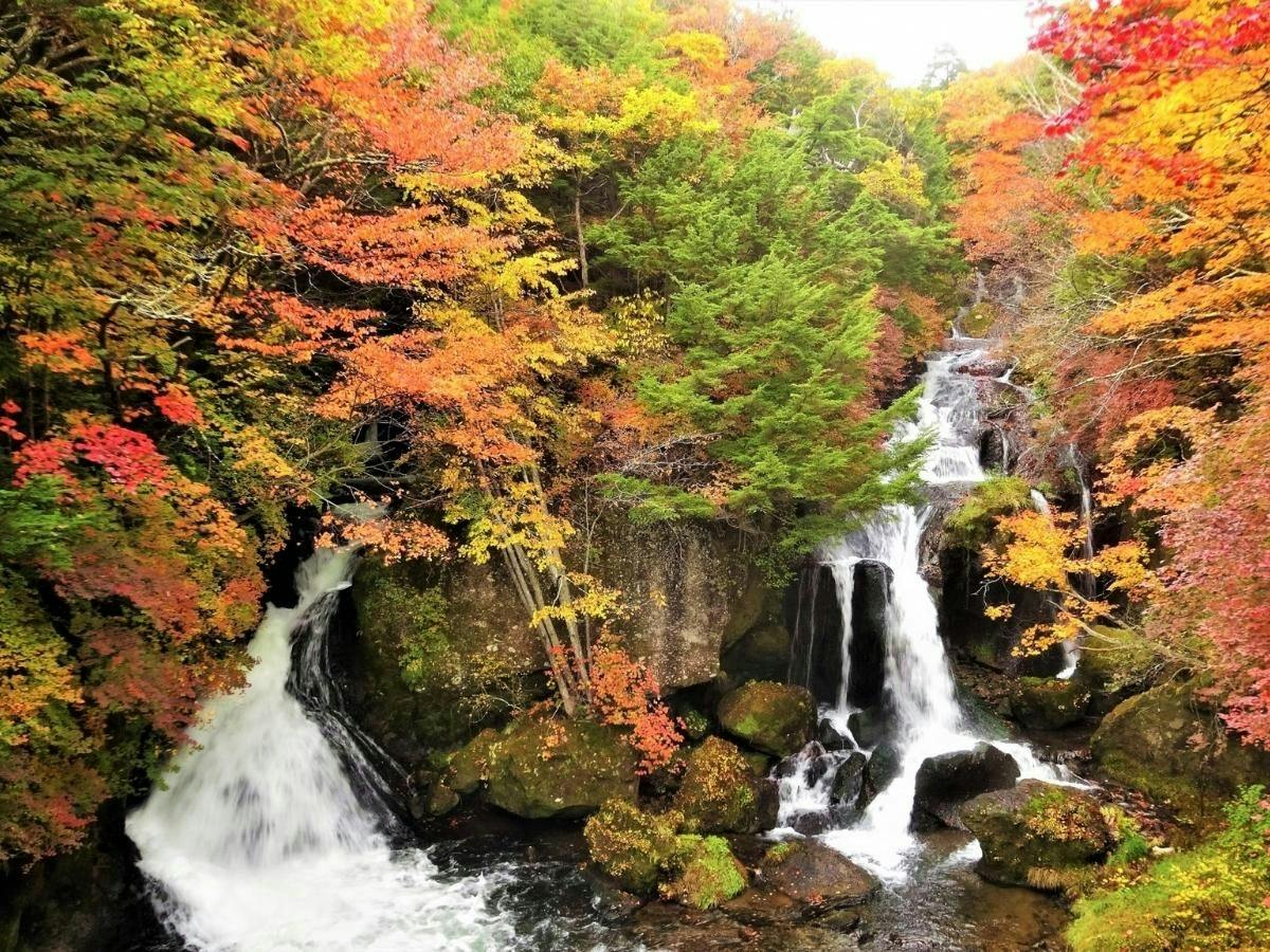 【秋の贅沢会席】秋の三大味覚に舌鼓～栃木牛朴葉焼・きのこの天ぷら・日光湯波ほか旬の味覚満載〇2食付