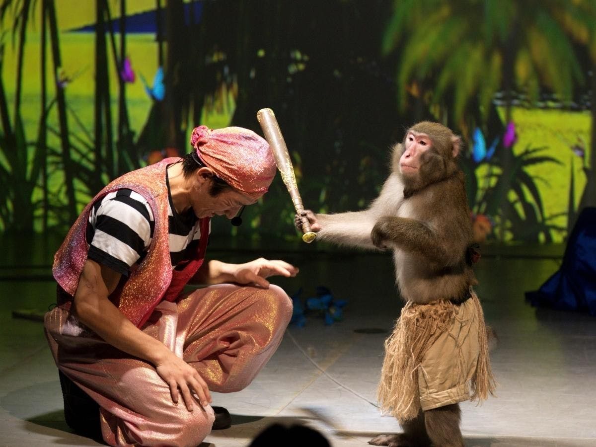 เวลาแสดงที่นิกโกะซารุแลนด์