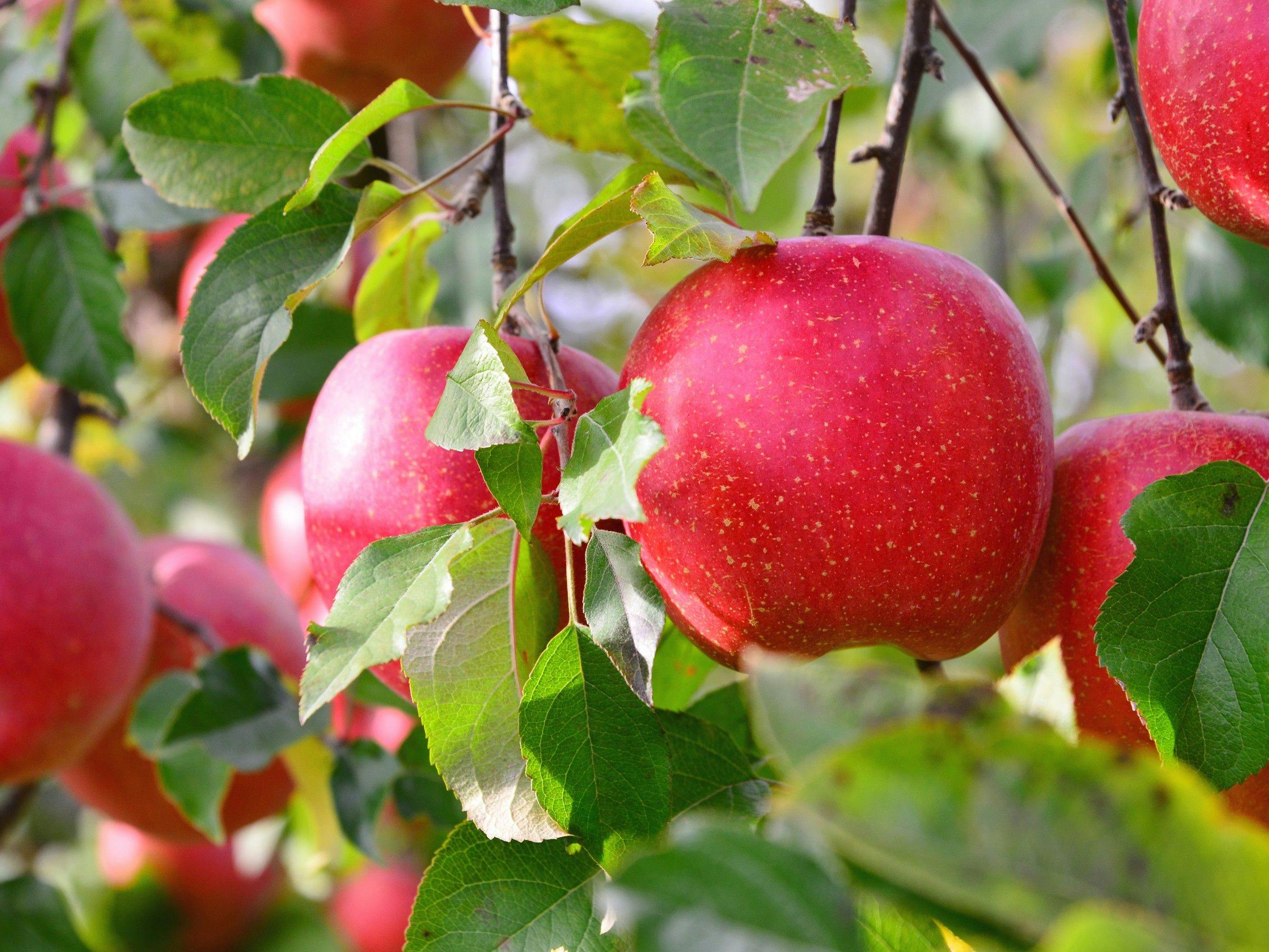 รสชาติแห่งฤดูใบไม้ร่วง: แอปเปิ้ล