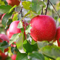 รสชาติแห่งฤดูใบไม้ร่วง: แอปเปิ้ล