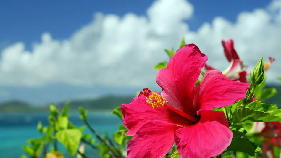 Livemax Amms Canna Resort Villa
