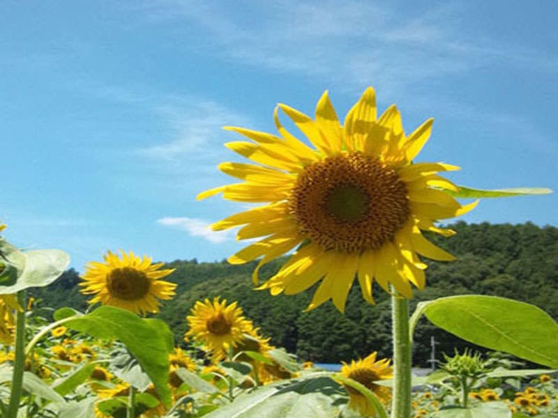 ฟาร์มฮิมาวาริ ยู