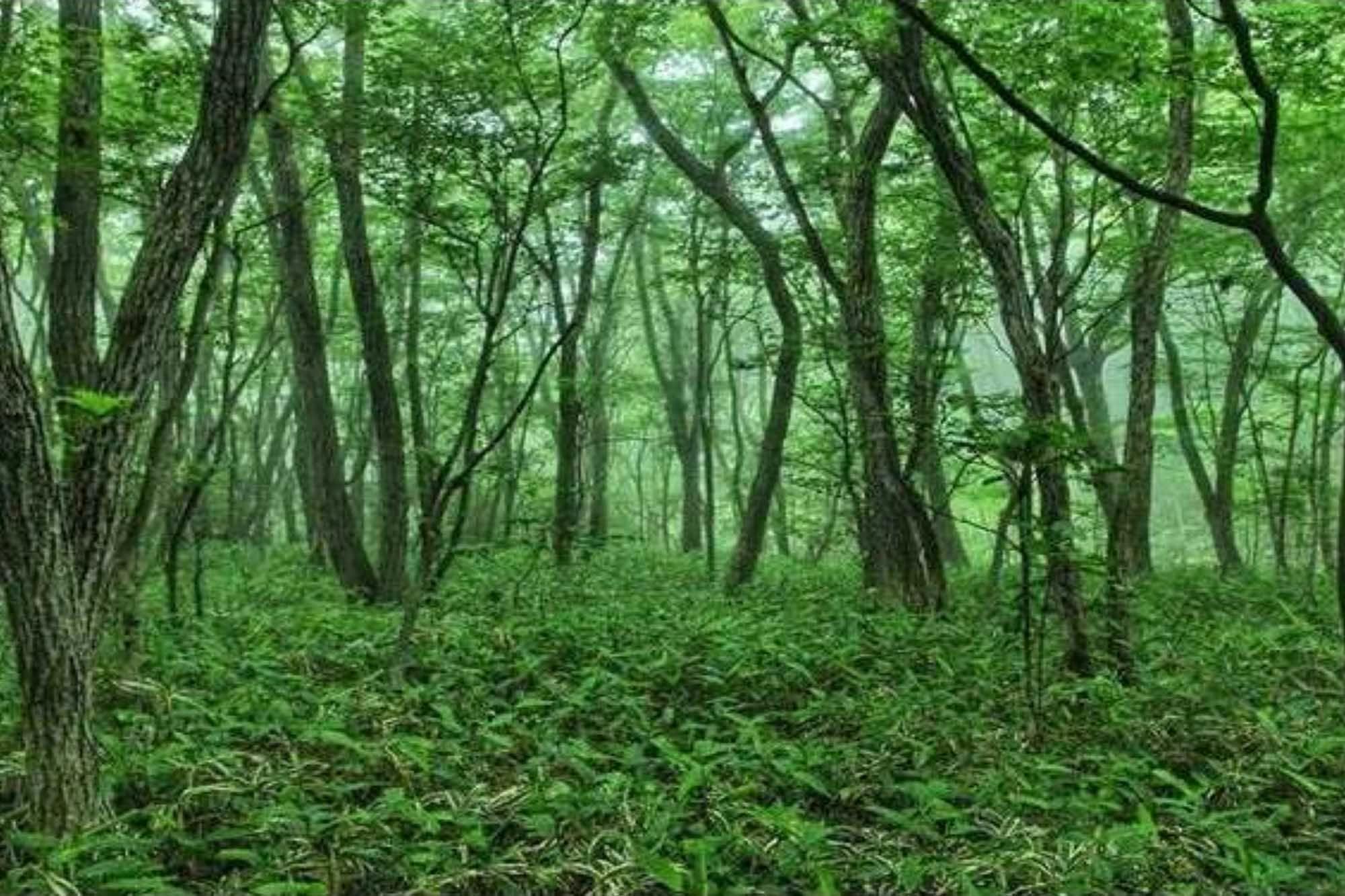 ป่าแห่งที่ราบสูงนาสุ