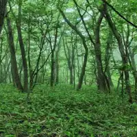 ป่าแห่งที่ราบสูงนาสุ