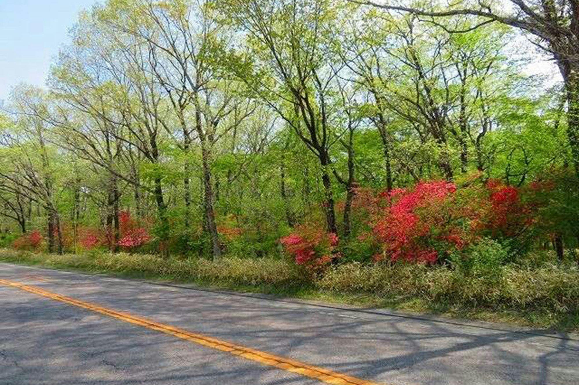 ดอกสึสึจิริมถนนนาสุ