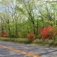 ดอกสึสึจิริมถนนนาสุ