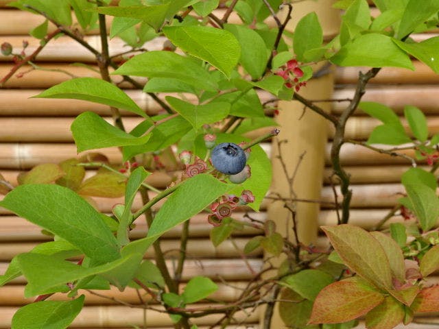 割烹の宿　大観荘