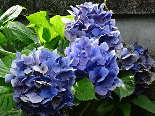 割烹の宿　大観荘
