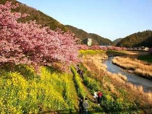 ＜1泊2食＞【河津桜まつり】トゥクトゥクでお花見｜ 会場近くに専用駐車場など13特典｜夜桜送迎あり
