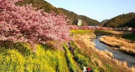 <1泊2食>【河津桜まつり】トゥクトゥクでお花見| 会場近くに専用駐車場など13特典|夜桜送迎あり