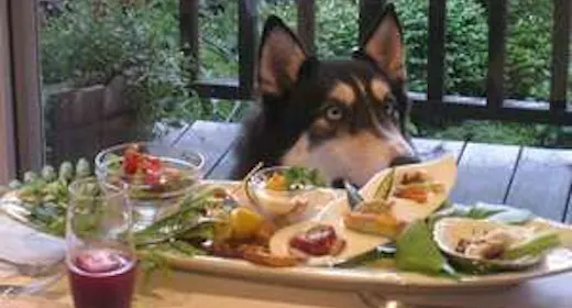 【スタンダード1泊2食】貸し切り温泉にペットスパ!四季を感じる森のリゾートで愛犬と和食の会席を楽しむ