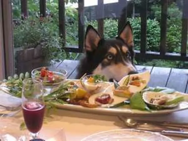 【スタンダード1泊2食】貸し切り温泉にペットスパ!四季を感じる森のリゾートで愛犬と和食の会席を楽しむ