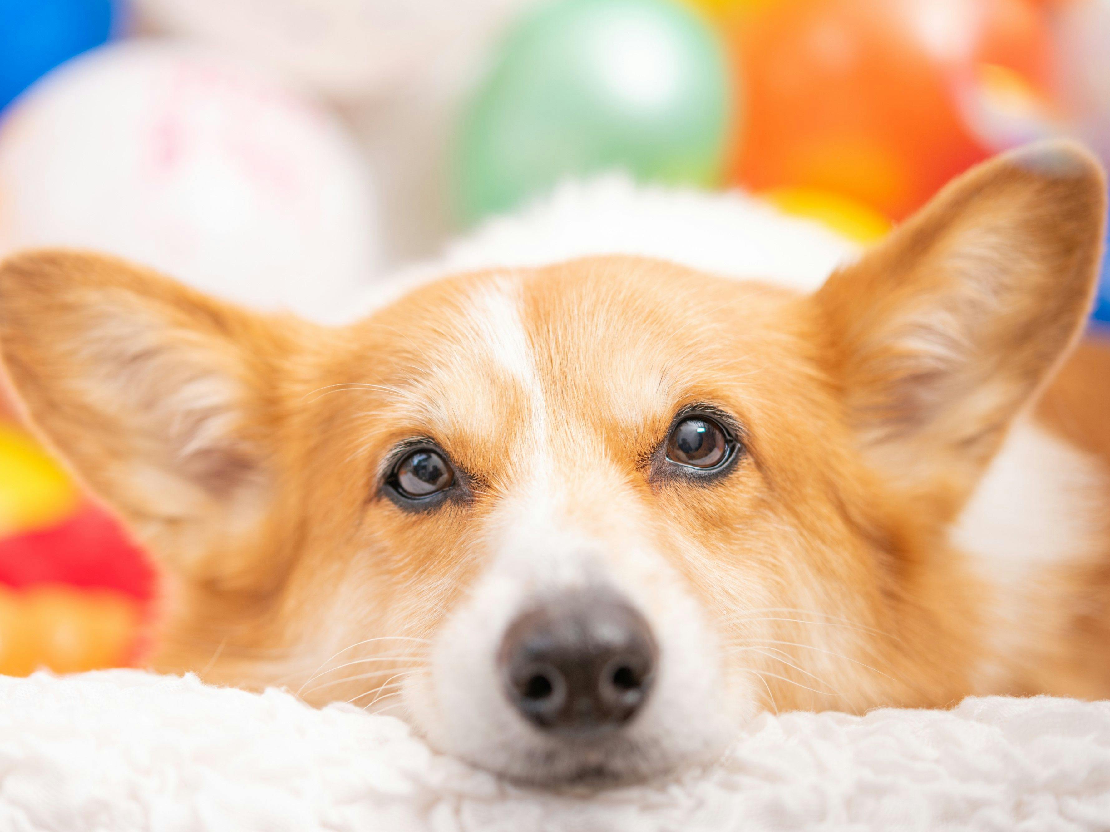 高台から海を臨む 貸切温泉のペットリゾート　ホテル四季の蔵