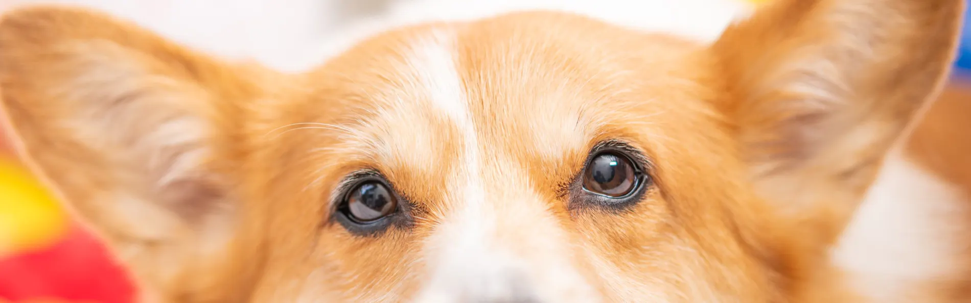 高台から海を臨む 貸切温泉のペットリゾート ホテル四季の蔵