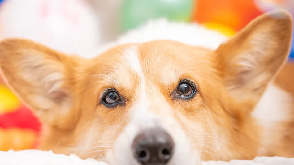 Hotel Shiki no Kura: A Pet-Friendly Inn with Its Own Hot Spring Source