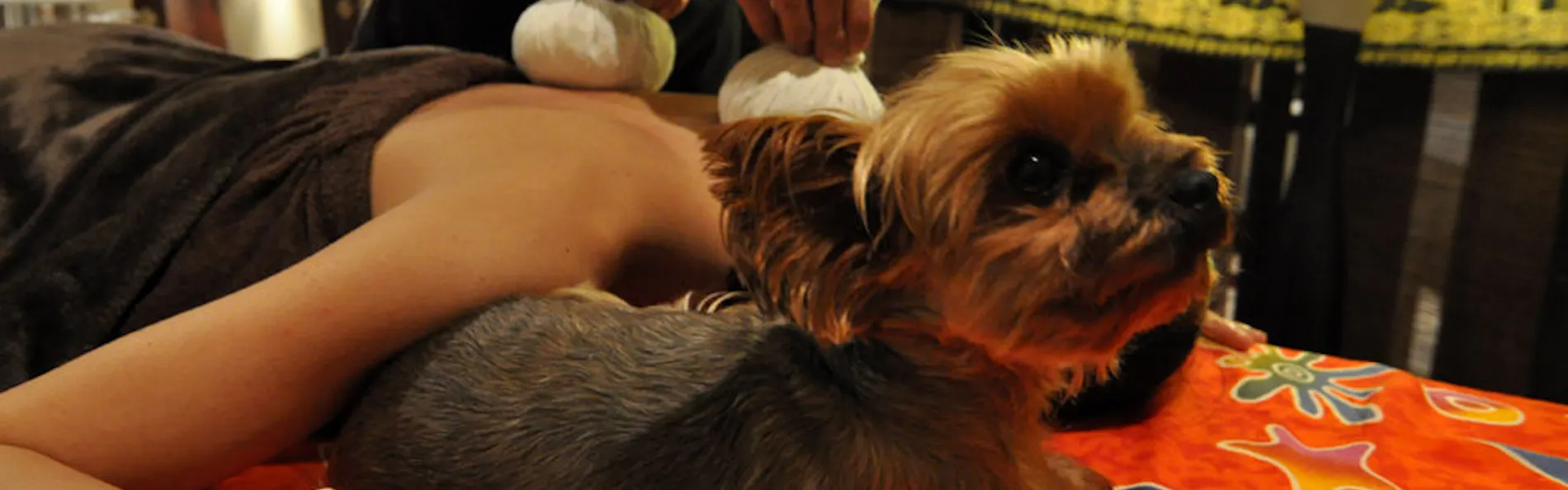 高台から海を臨む 貸切温泉のペットリゾート ホテル四季の蔵