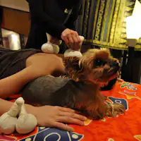 エステとわんちゃん