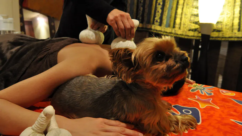 Hotel Shiki no Kura: A Pet-Friendly Inn with Its Own Hot Spring Source