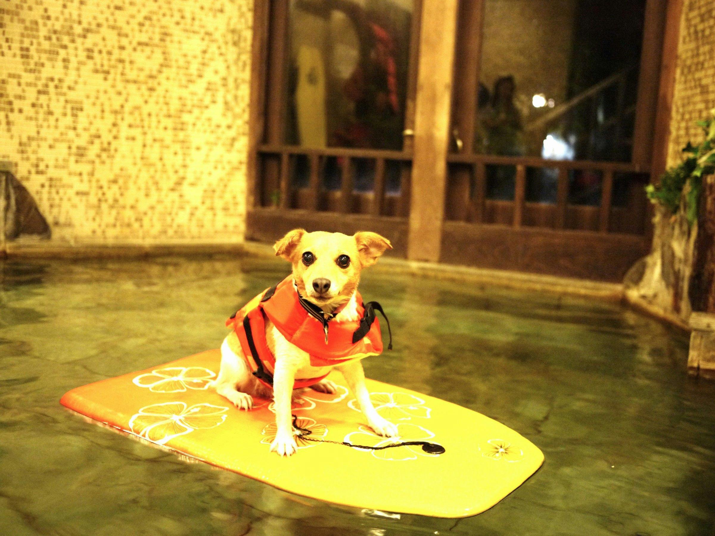 高台から海を臨む 貸切温泉のペットリゾート　ホテル四季の蔵