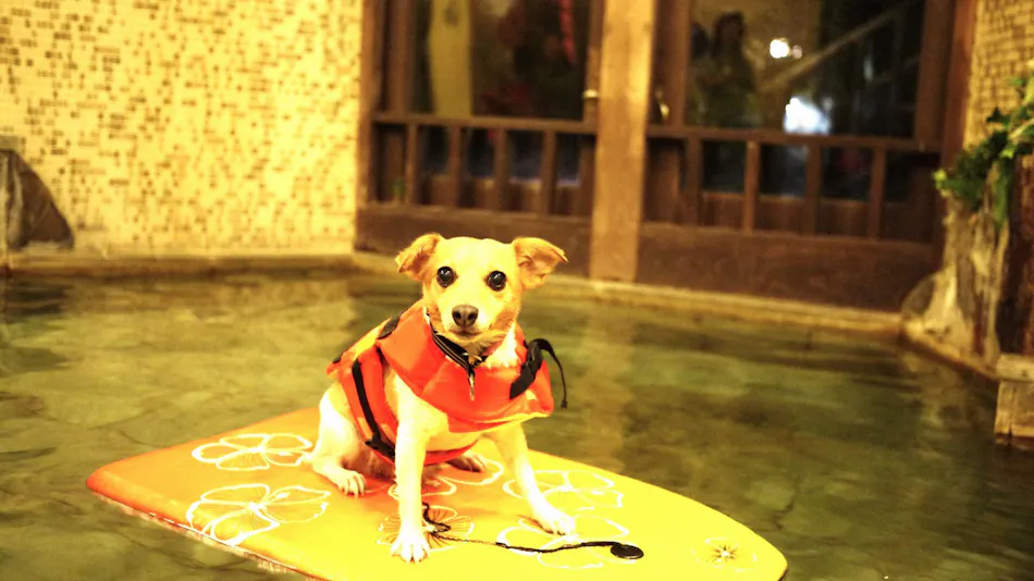 Hotel Shiki no Kura: A Pet-Friendly Inn with Its Own Hot Spring Source