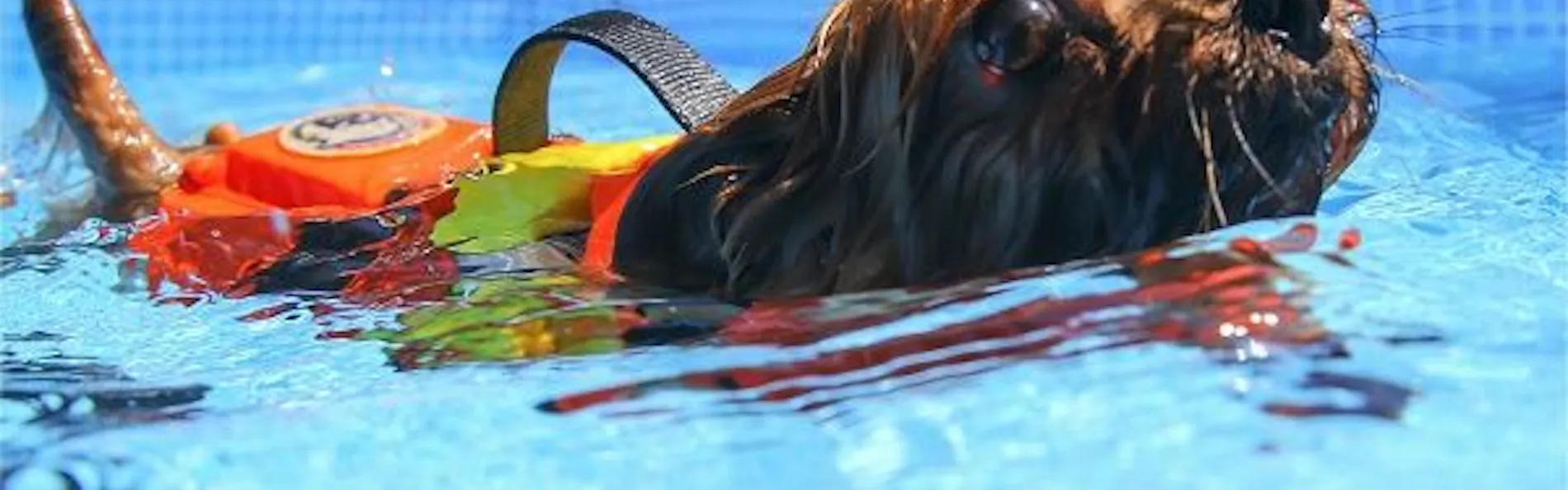 高台から海を臨む 貸切温泉のペットリゾート ホテル四季の蔵