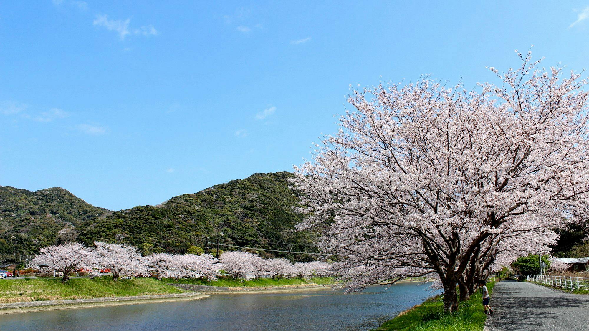 青野川の桜並木（ソメイヨシノ）