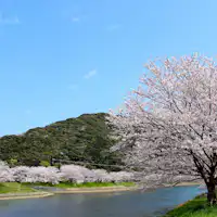 青野川の桜並木(ソメイヨシノ)