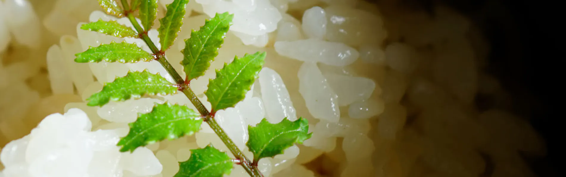 変若水の湯 つたや