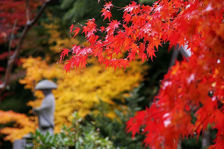 ~Yakouin - ภาพใบไม้เปลี่ยนสี~