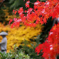 ~Yakouin - ภาพใบไม้เปลี่ยนสี~