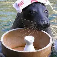 온천 바다표범 'Billy'