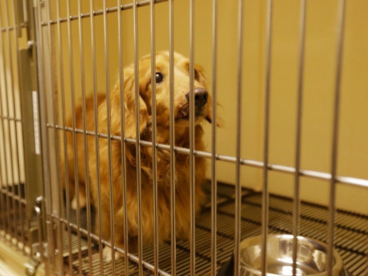 별채에 "완완 하우스"를 준비했습니다 (예약 필요).