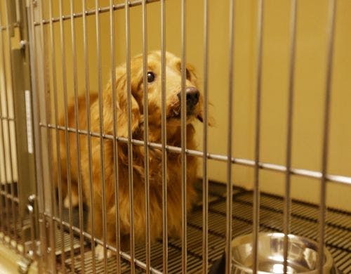 別棟に「わんわんハウス」をご用意（要予約）