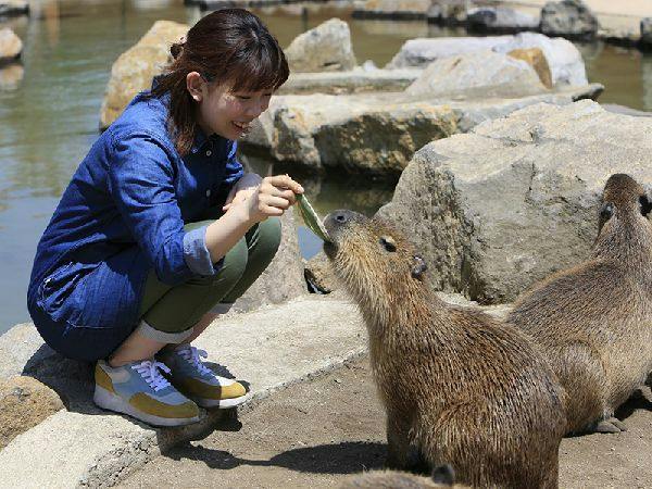 ＜那須どうぶつ王国【王国パスポート】付＞ショーやふれあいも楽しめる＜お食事はバイキング＞