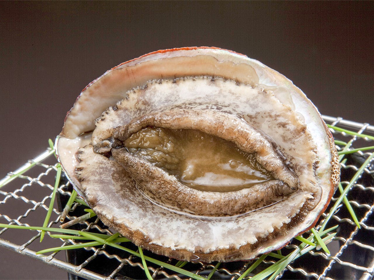 ペットと泊まれる宿　西伊豆　シーガル